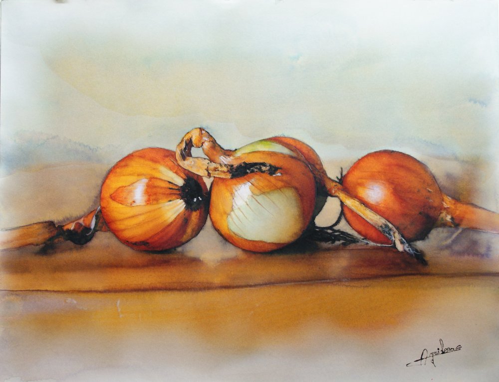 Allium Cepa, aquarelle